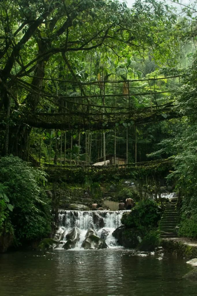 Ecosystem and Nature restoration bridge